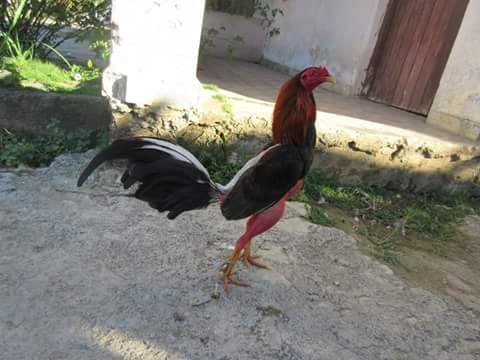 16652479_241794549613166_1985319842_n